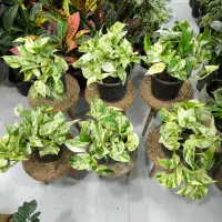 پتوس مرمری|گل و گیاه طبیعی|بندرعباس, |دیوار