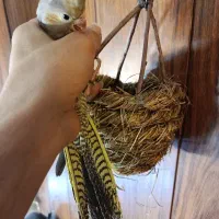 جوجه عروس ۳ماهه دون خور