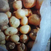 سیب زمینی|خوردنی و آشامیدنی|خاوه, |دیوار