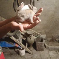 بچه خرگوش خوشگل و زیبا قهوه ای و سفید چشم الماسی
