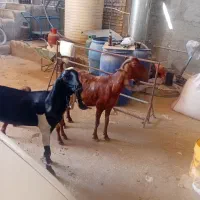 بزوبزغاله پاکستانی