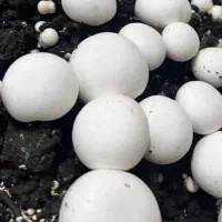 قارچ خوراکی