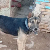 سگ ژرمن شپرد|سگ|کرمان, |دیوار