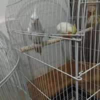 عروس هلندی زیبا یک جفت|پرنده|قم, شهر قائم|دیوار