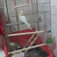 جفت عروس هلندی|پرنده|شوش, |دیوار