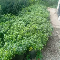 انواع گل بیرونی|گل و گیاه طبیعی|کلاچای, |دیوار
