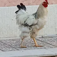 خروس برهما معاوضه با مرغ2تا