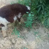 بره نر