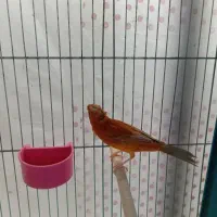 قناری|پرنده|کرمان, |دیوار