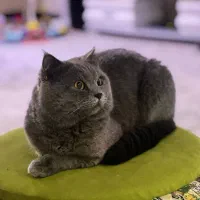 گربه اسکاتیش