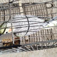 عروس هلندی|پرنده|ابهر, |دیوار