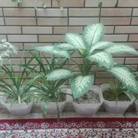 وسایل منزل|مبلمان خانگی و میز عسلی|مرودشت, گندم‎|دیوار