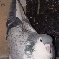 کفتر ساده مگس