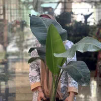 گیاهان آپارتمانی دکوراتیو