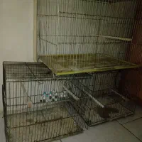 فروشی فوری|پرنده|تهران, استاد معین|دیوار