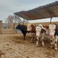 گوساله سیمینتال