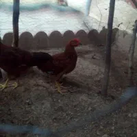 خروس
