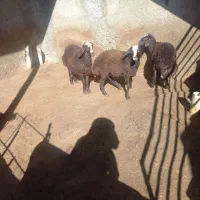 بره ماده افشاری داشتی|حیوانات مزرعه|خاوه, |دیوار