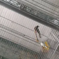 قناری قورولتی