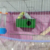 مرغ عشق پروانه ای|پرنده|فهرج, |دیوار