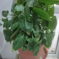 گل برگ انجیری