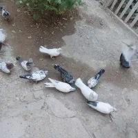 کبوتر پرشی ده عدد|پرنده|قروه, |دیوار