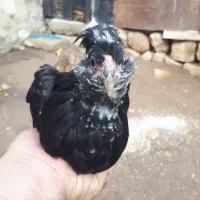 نیمچه مرغ و خروس گلین