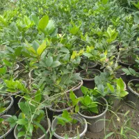 شمشاد.یاس.یوکا.سیکاس