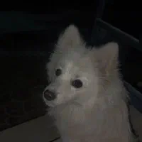 فروش سگ|سگ|بومهن, |دیوار