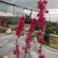 گل کاغذی سه ساله کنده دار