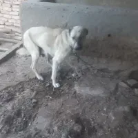 ماده افغان|سگ|قزوین, |دیوار