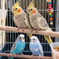 **فروش یک جفت مرغ عشق + یک جفت عروس هلندی