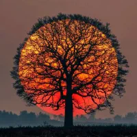 تاکسی دربست