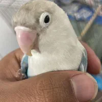 پرنده حیوانات لوازم پرنده طوطی برزیلی پا کوتاه