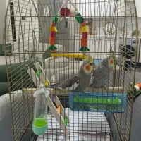 فروش فوری عروس هلندی نر