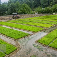 بانک نشا سنتی