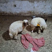 بره ق عدد ماده