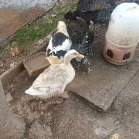 ادرک|حیوانات مزرعه|کیار, |دیوار