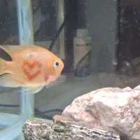 ماهی|ماهی|قوچان, |دیوار