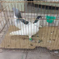 کفتر خال ساده