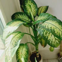 گل طبیعی دیفن باخیا