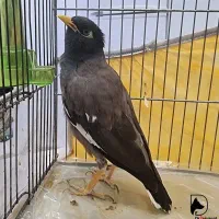 پرنده مینا گم شده