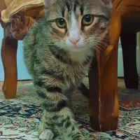 بچه گربه