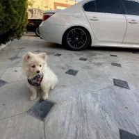 سگ گمشده|سگ|قم, زنبیل آباد|دیوار