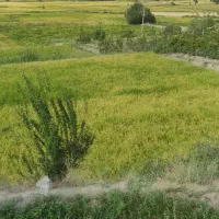زمین کشاورزی برنج
