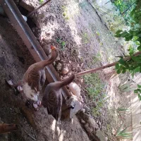 ی جفت غاز نروماده زرنگ سالم واکسن نیوکاسل زدم