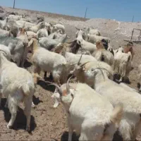 بز کره دار به فروش می‌رسد معاوضه بامیش