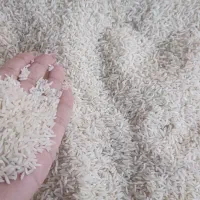 برنج کشت دوم (جگل)فریدونکنار عطری|خوردنی و آشامیدنی|مشهد, طبرسی شمالی|دیوار