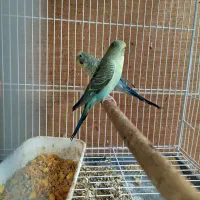 مرغ عشق بلک وینگ|پرنده|مینودشت, |دیوار