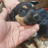 توله رود فایلر نر و ماده اصیل